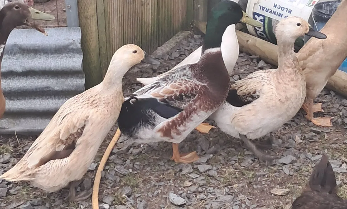 Trio welsh harlequin ducks - Image 1