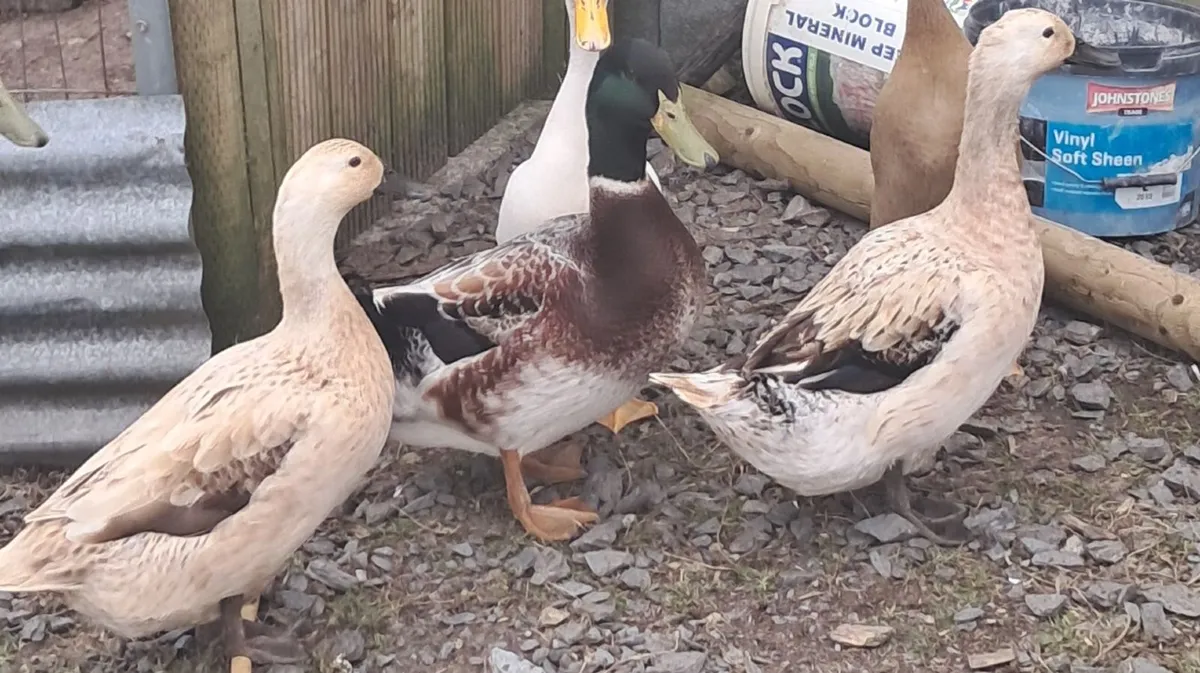 Trio welsh harlequin ducks - Image 2