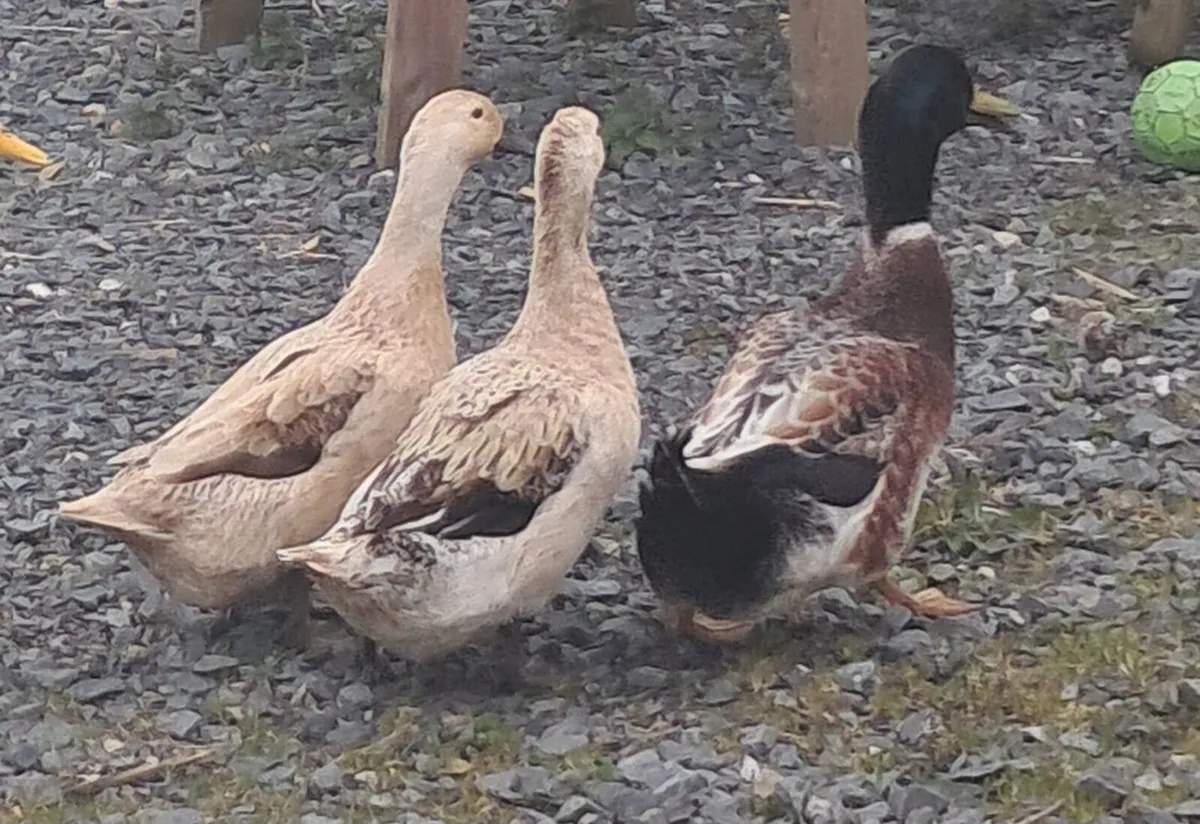 Trio welsh harlequin ducks - Image 4