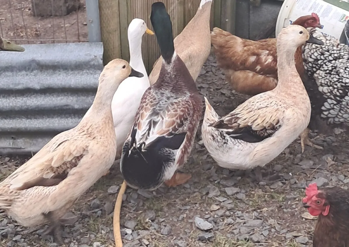Trio welsh harlequin ducks - Image 3