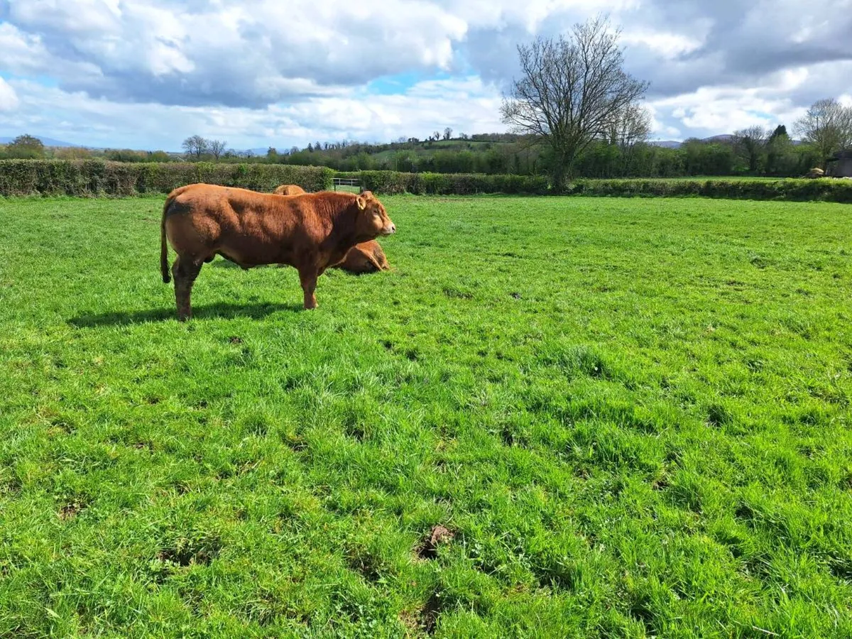 Ppbr limousine bulls - Image 2