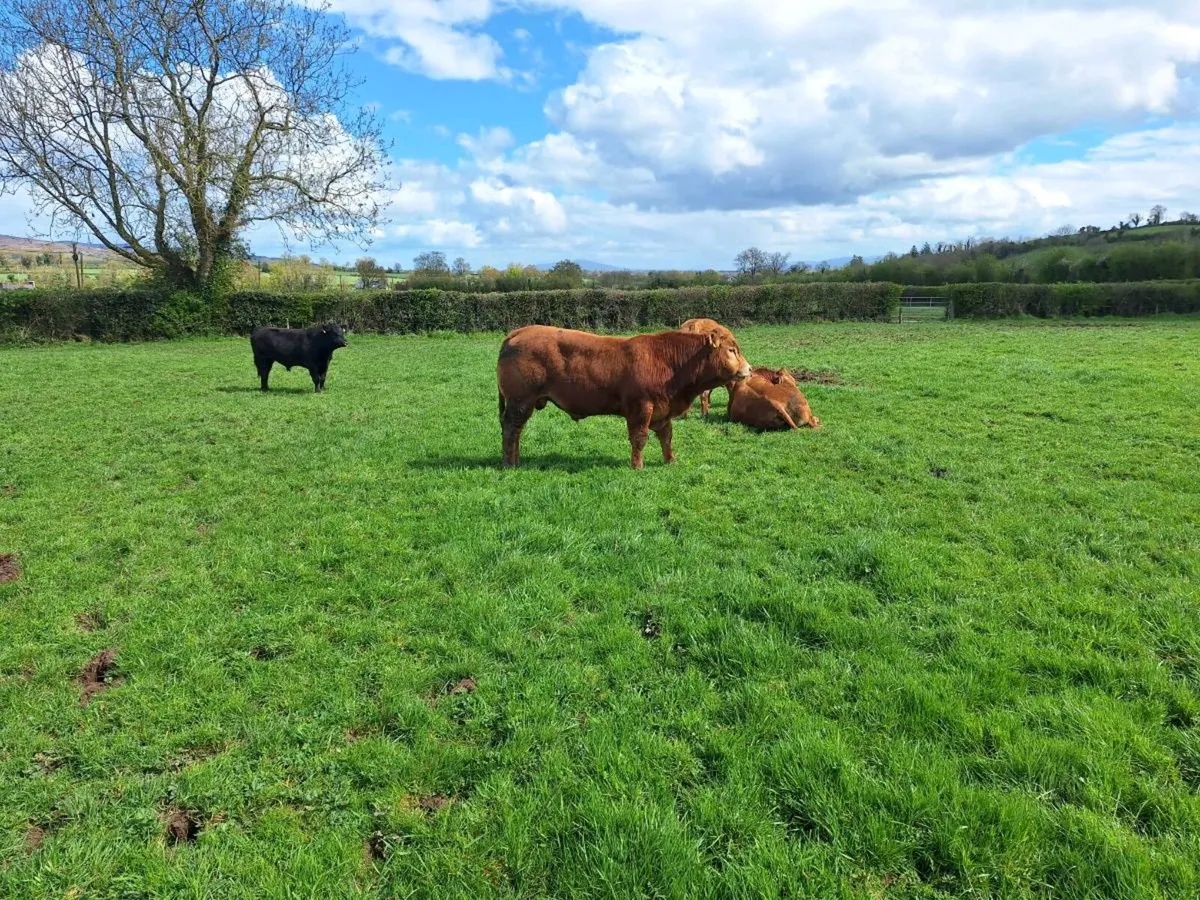 Ppbr limousine bulls - Image 3