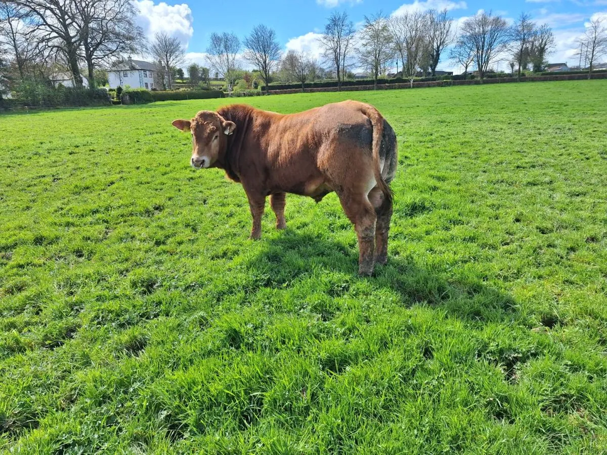 Ppbr limousine bulls - Image 4