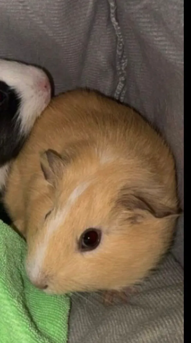 Guiney pig - Image 1