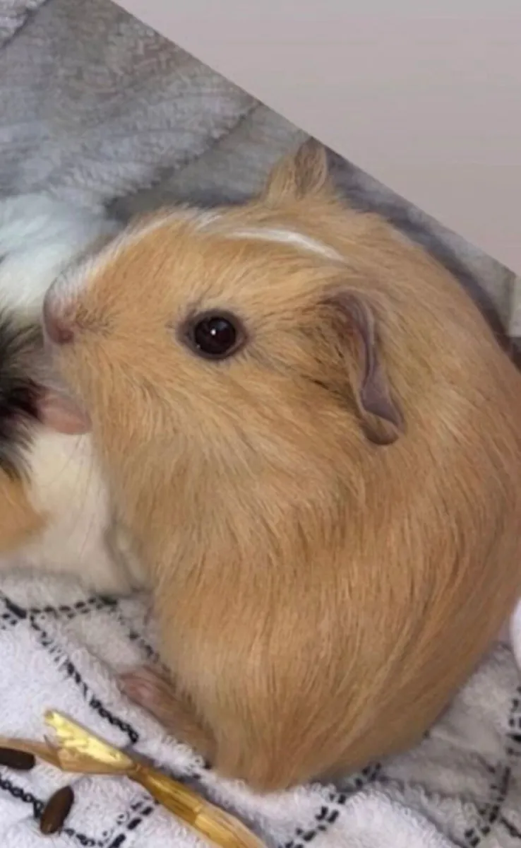 Guiney pig - Image 2
