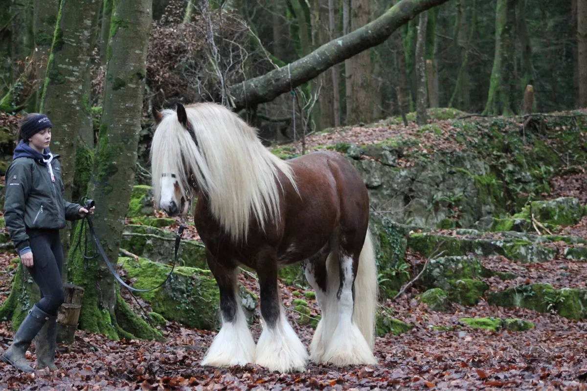 Stallion at stud - Image 4