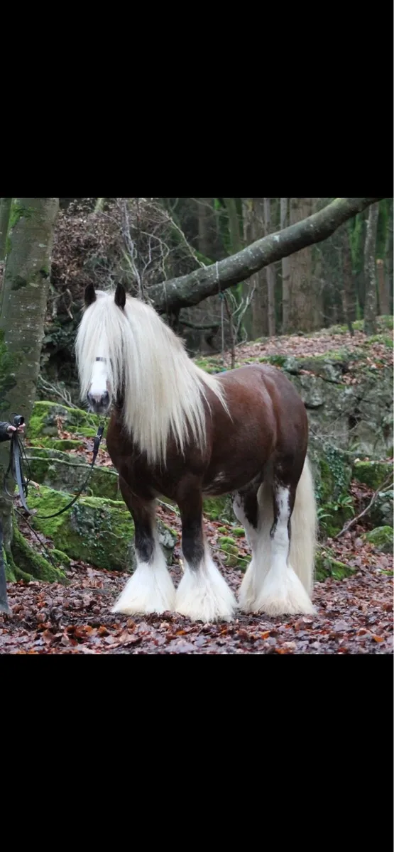 Stallion at stud - Image 2