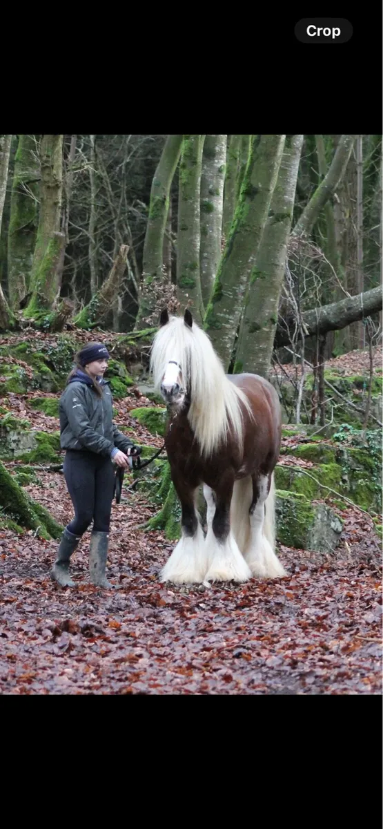 Stallion at stud - Image 1