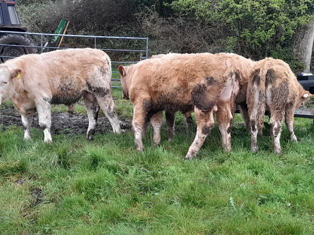 Char yearling Bullocks - Image 2