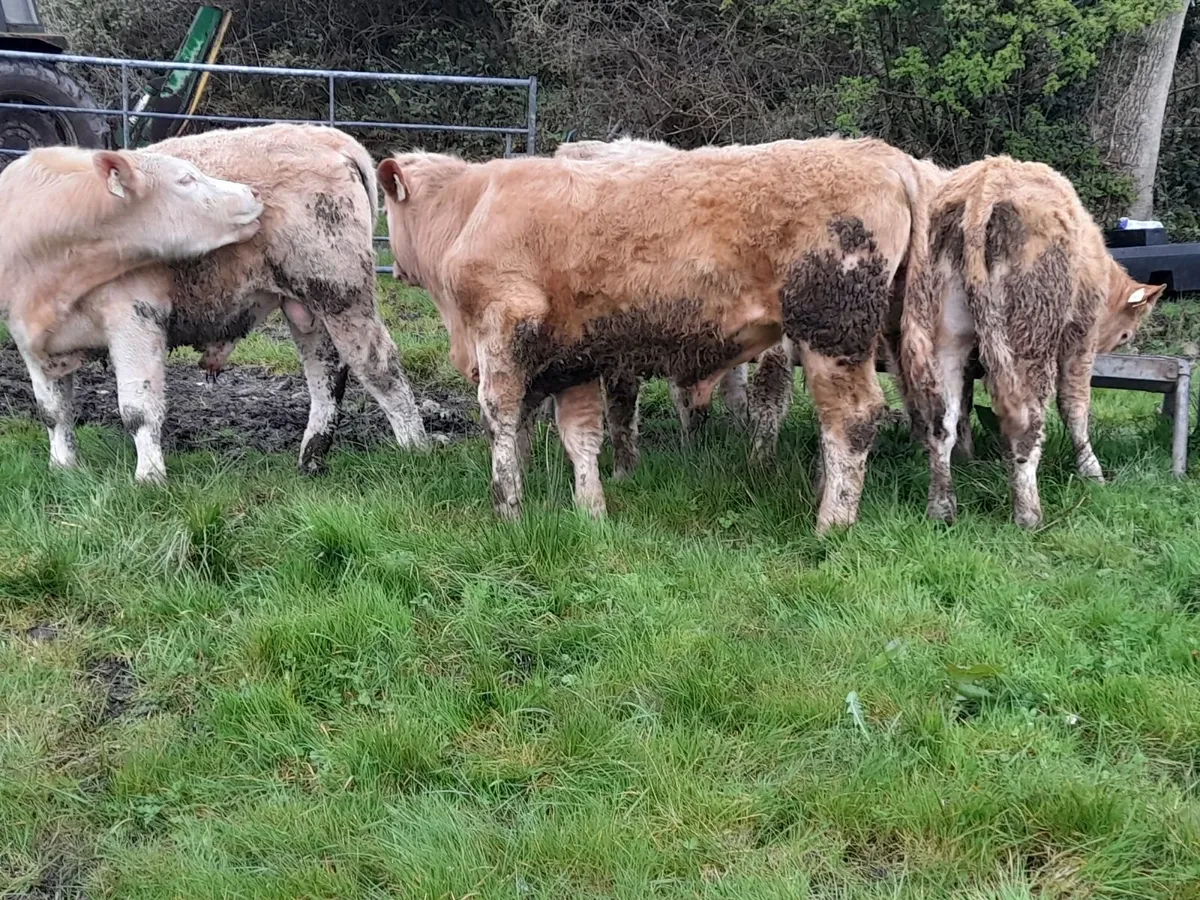 Char yearling Bullocks - Image 4