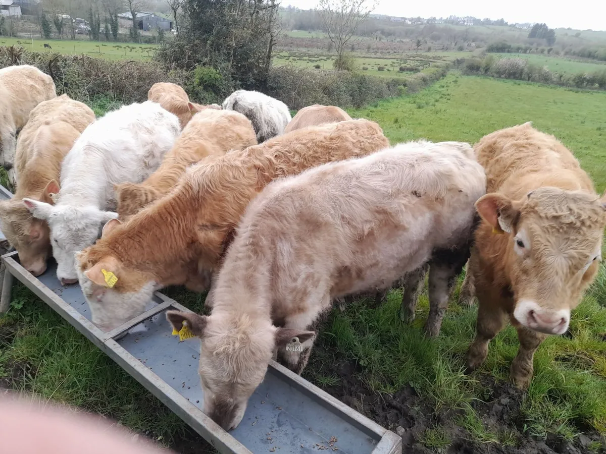 Char yearling Bullocks - Image 3