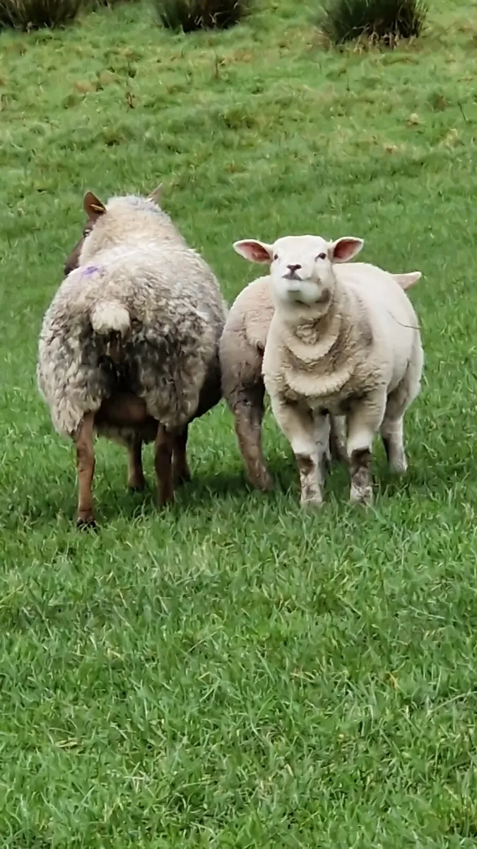 Suffock ewes with lambs wanted