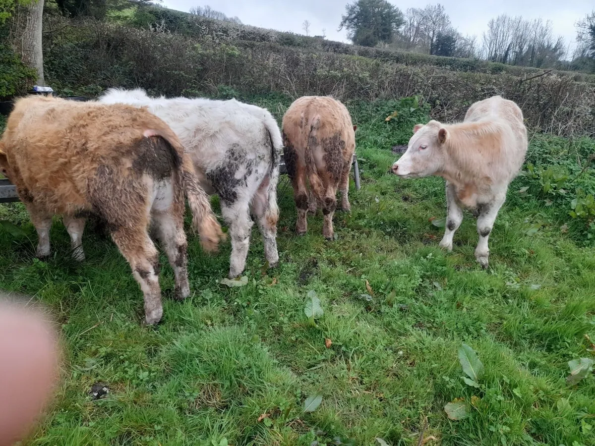 Char yearling Bullocks - Image 1