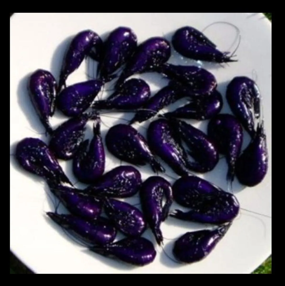 Fresh Dyed Purple Shrimp/ Prawns