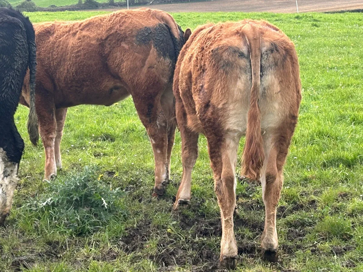 PBR Limousin Heifers - Image 4