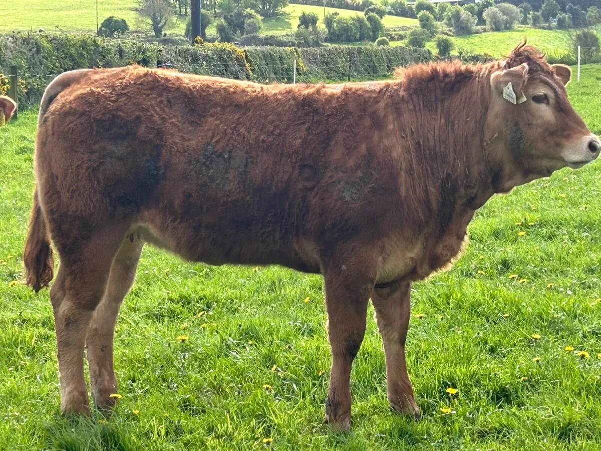 PBR Limousin Heifers - Image 2