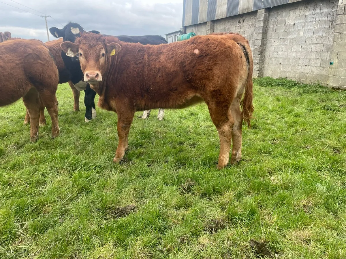 PBR Limousin Heifers - Image 3