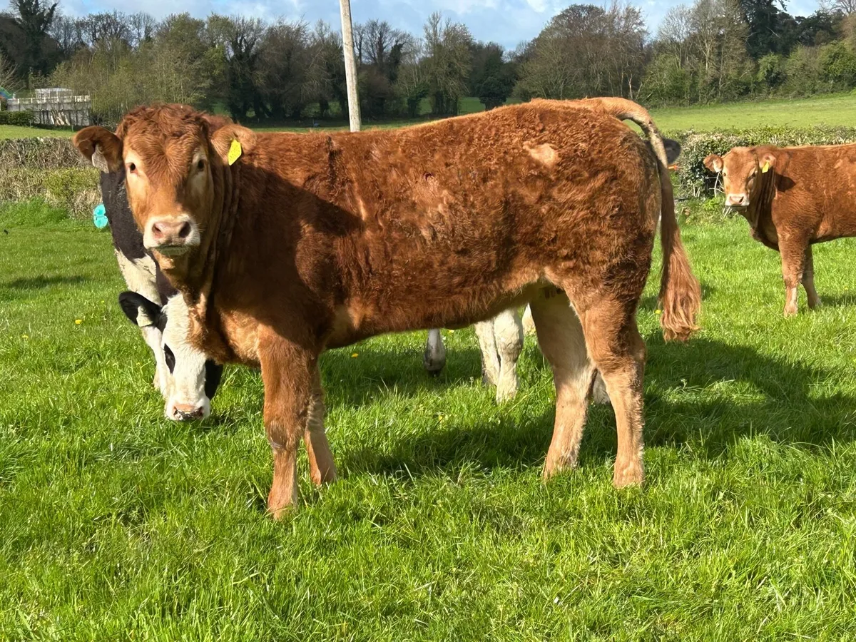 PBR Limousin Heifers - Image 1