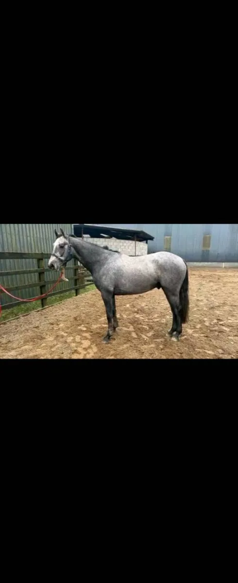 4yr old Gelding x Cormint