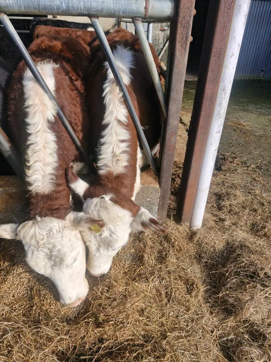 Pedigree Angus and Hereford heifers - Image 2