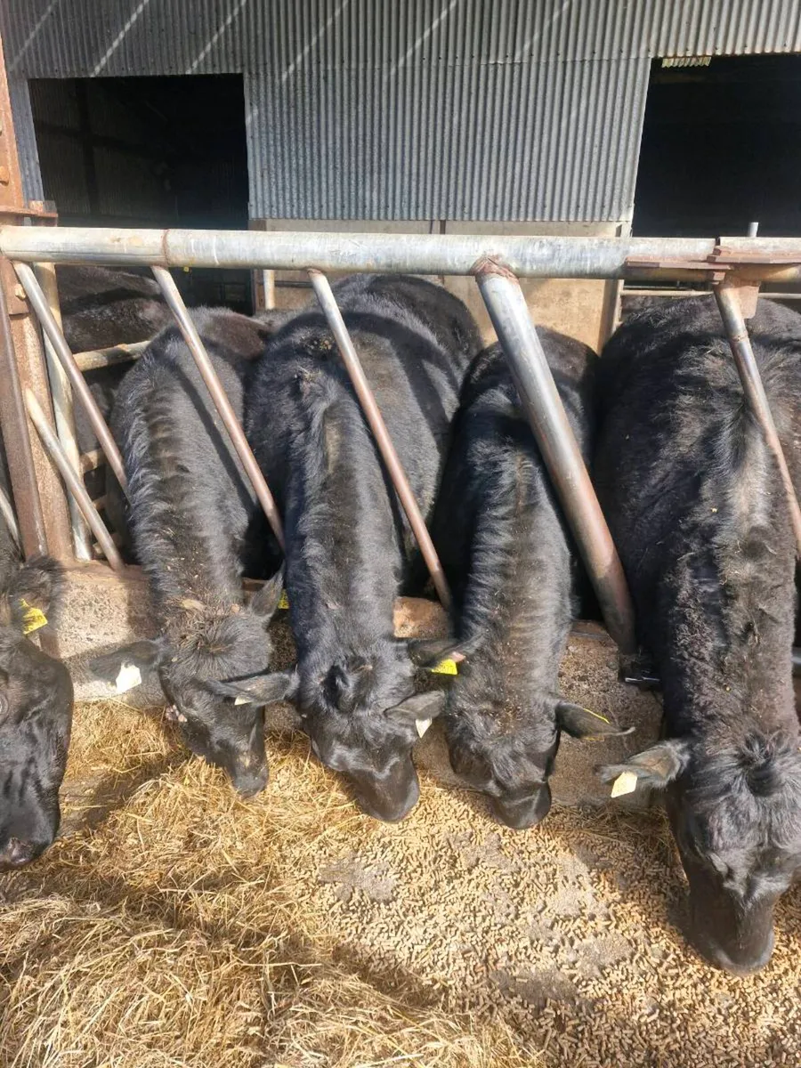 Pedigree Angus and Hereford heifers - Image 1