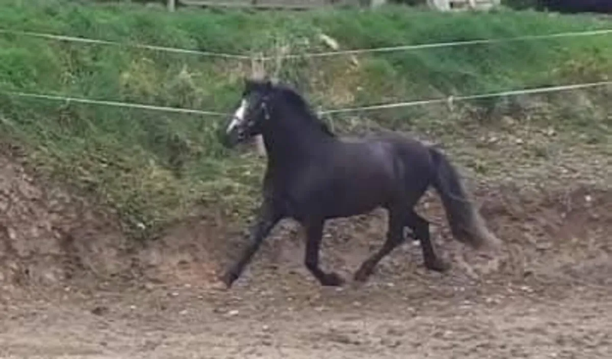 Standing at Stud Ballyowen Samson - Image 3