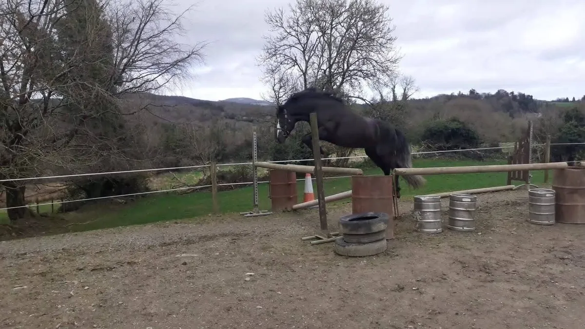 Standing at Stud Ballyowen Samson - Image 4