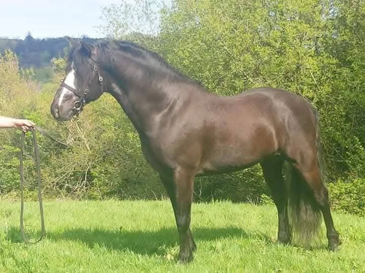 Standing at Stud Ballyowen Samson - Image 1