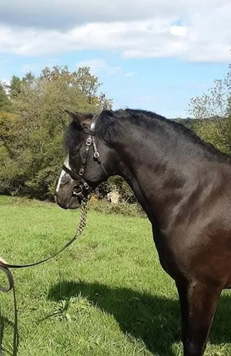 Standing at Stud Ballyowen Samson - Image 2