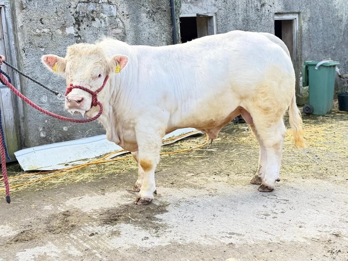 Charlois bull - Image 1