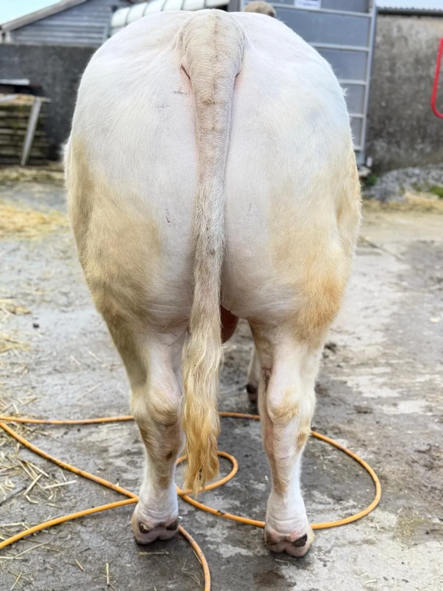 Charlois bull - Image 2