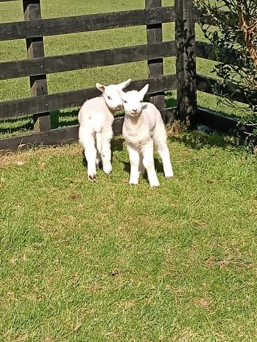 Pet lambs - Image 1