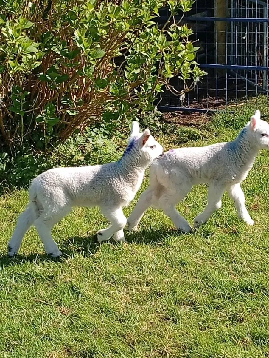 Pet lambs - Image 2