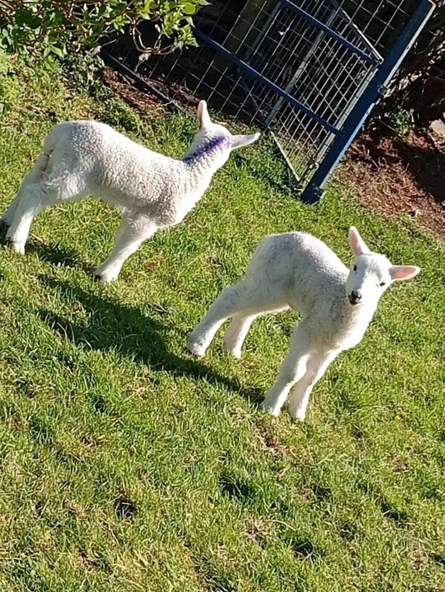 Pet lambs - Image 3
