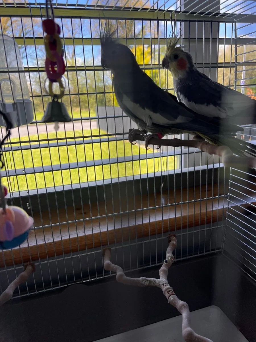 Parrots Cockatiel - Image 2