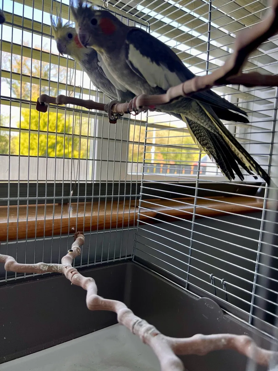 Parrots Cockatiel - Image 3