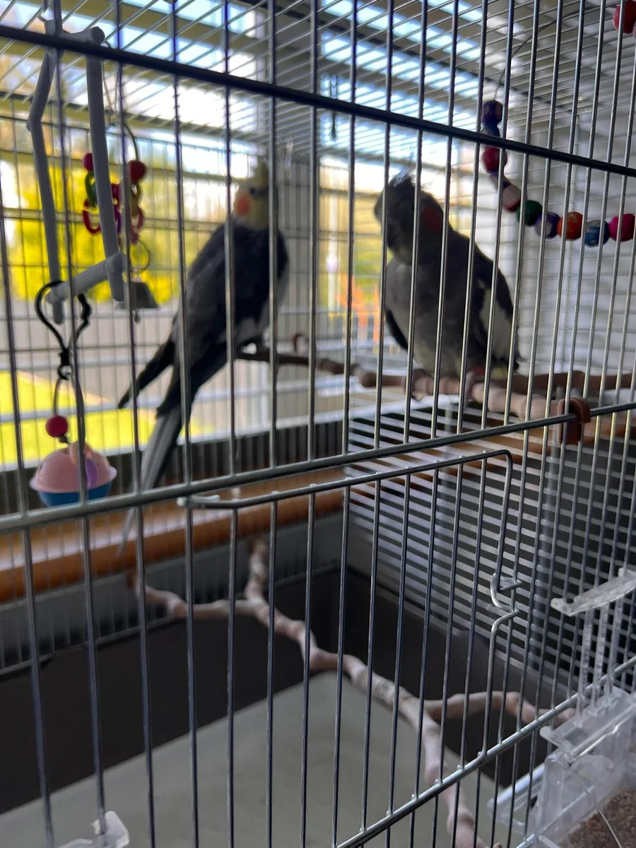 Parrots Cockatiel - Image 4
