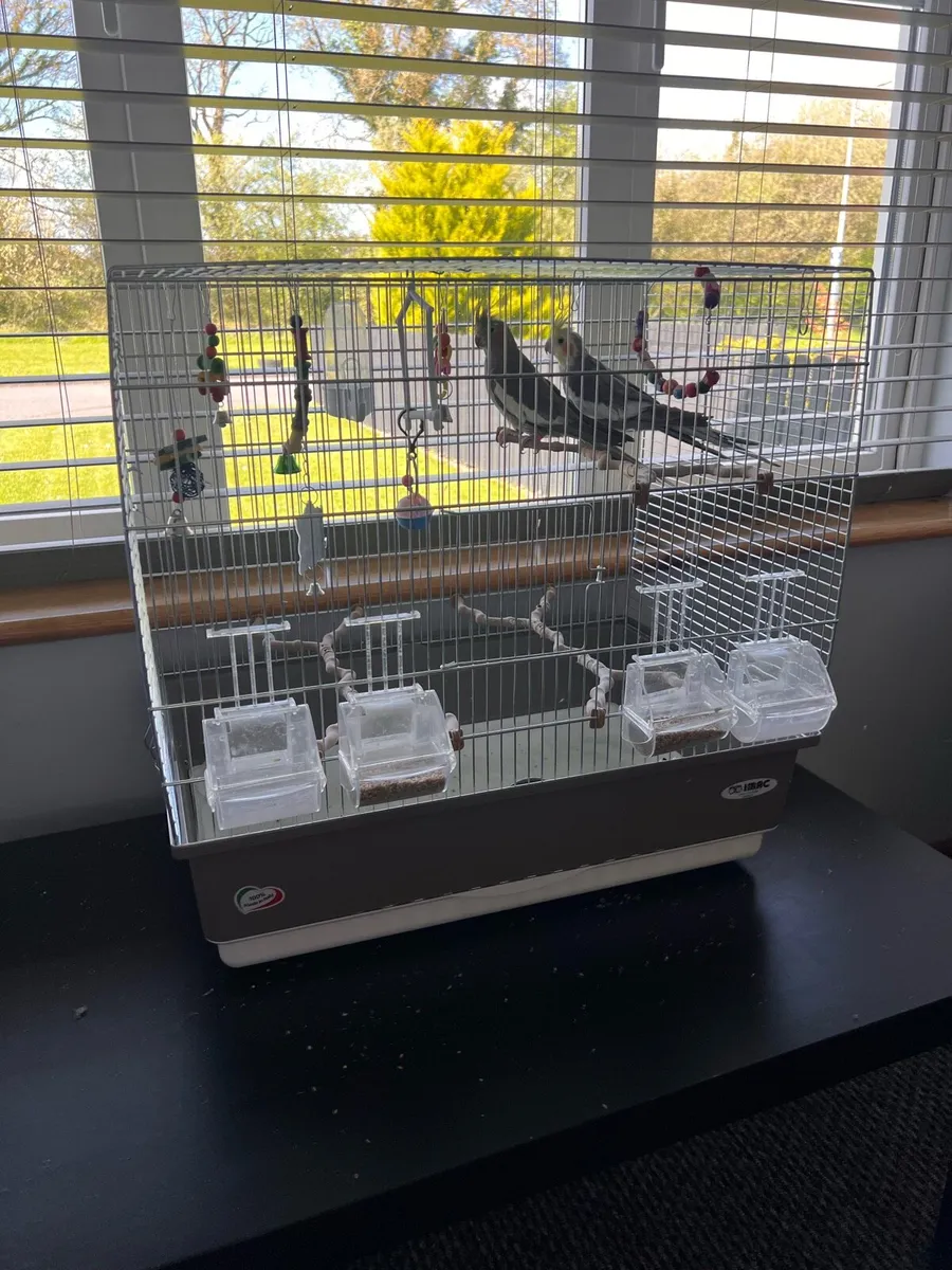 Parrots Cockatiel - Image 1