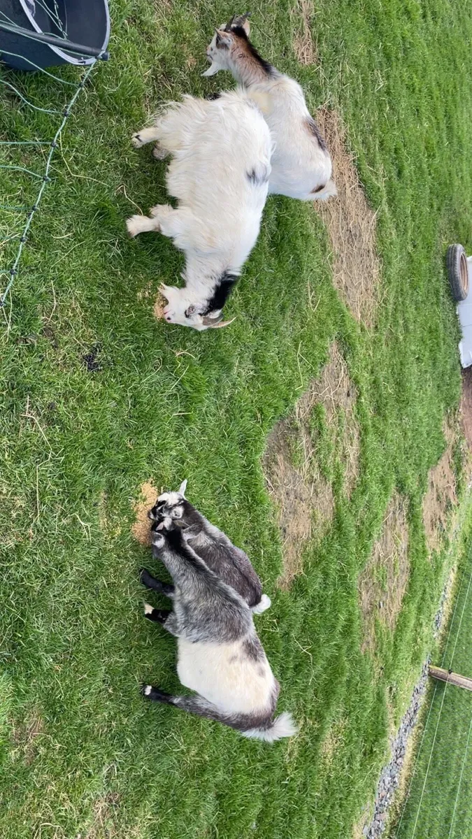 Pygmy goats