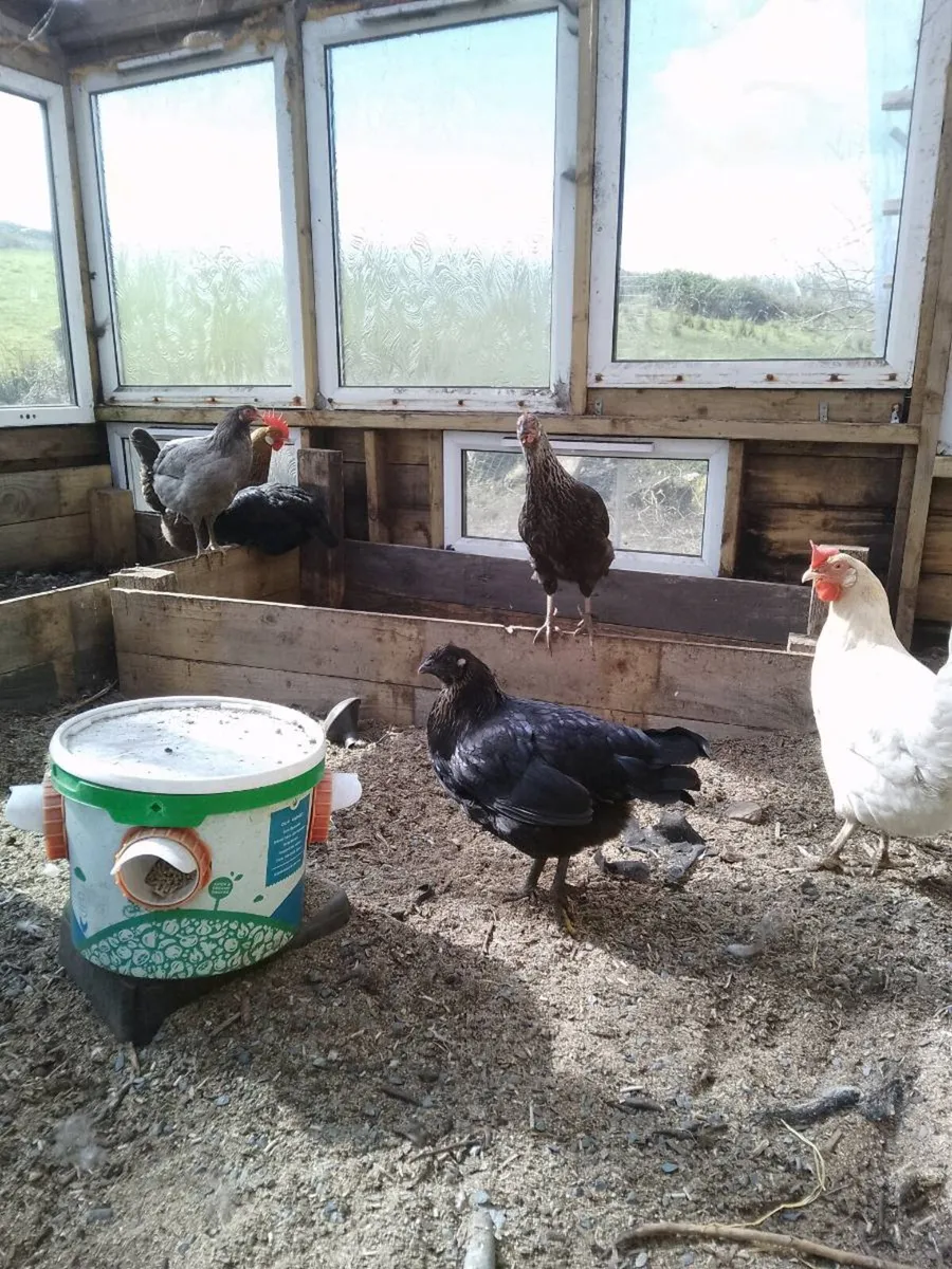 ,pullets ,Hatching eggs, - Image 3
