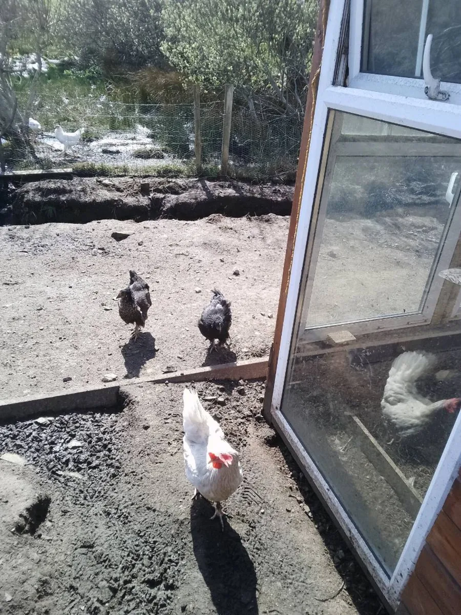 ,pullets ,Hatching eggs, - Image 4