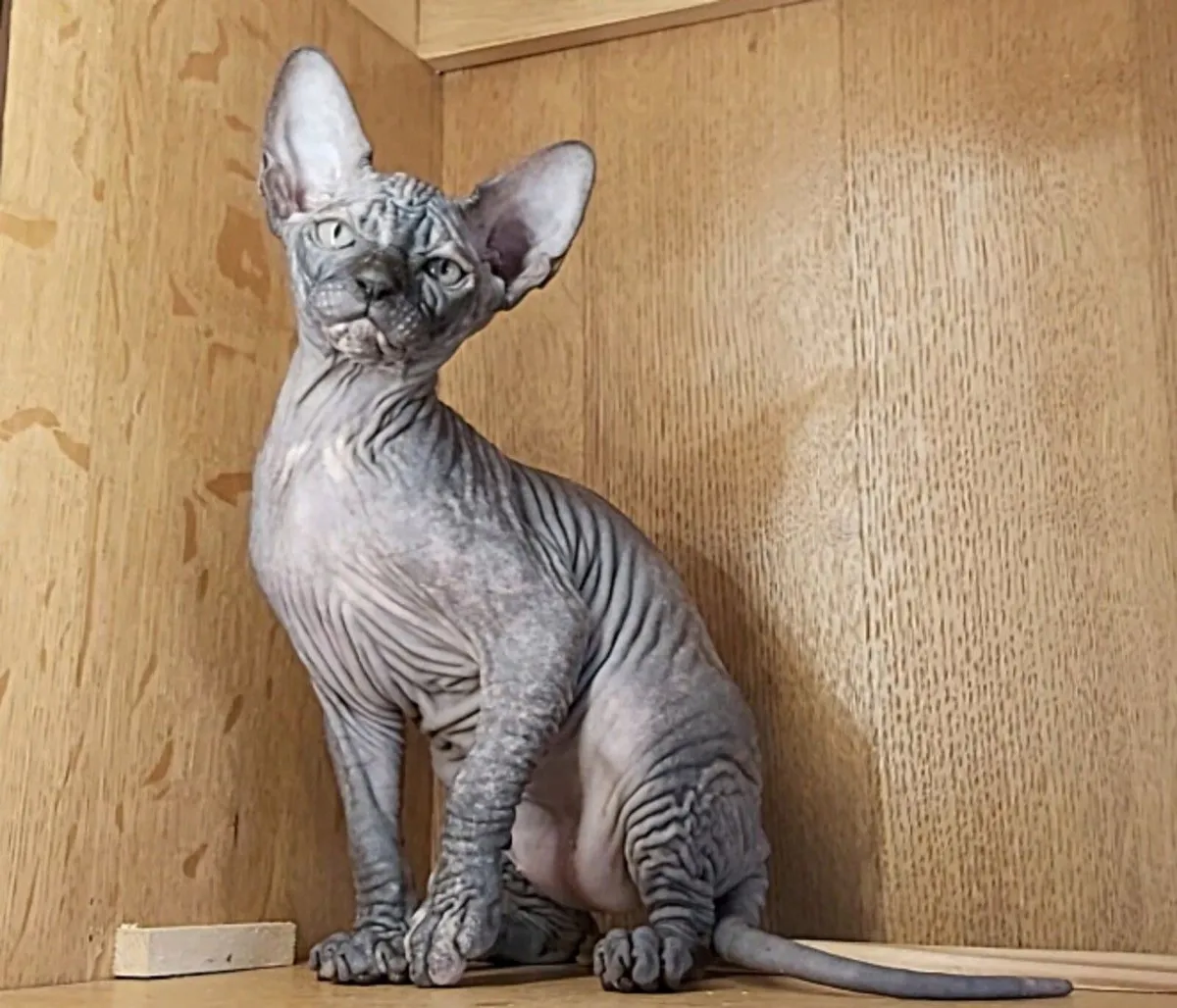Sphynx Sphinx kittens (can deliver) - Image 1