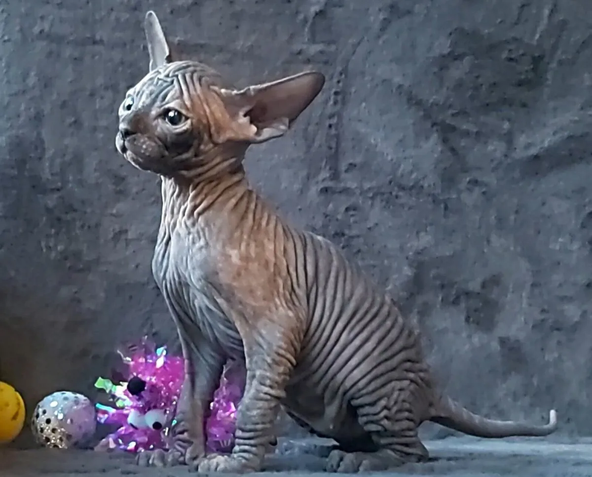 Sphynx Sphinx kittens (can deliver) - Image 3
