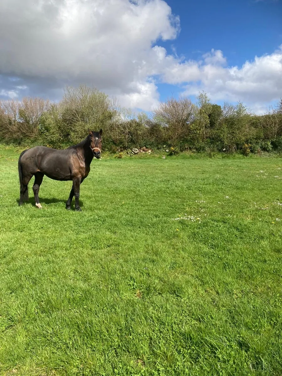 2013 untouchable broodmare - Image 1