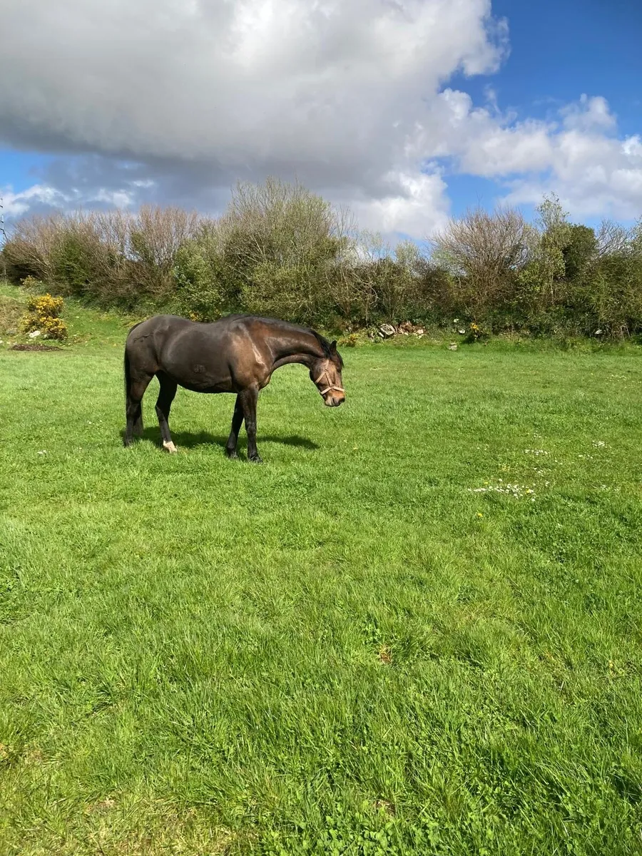 2013 untouchable broodmare - Image 2