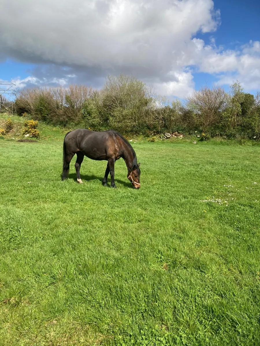 2013 untouchable broodmare - Image 3