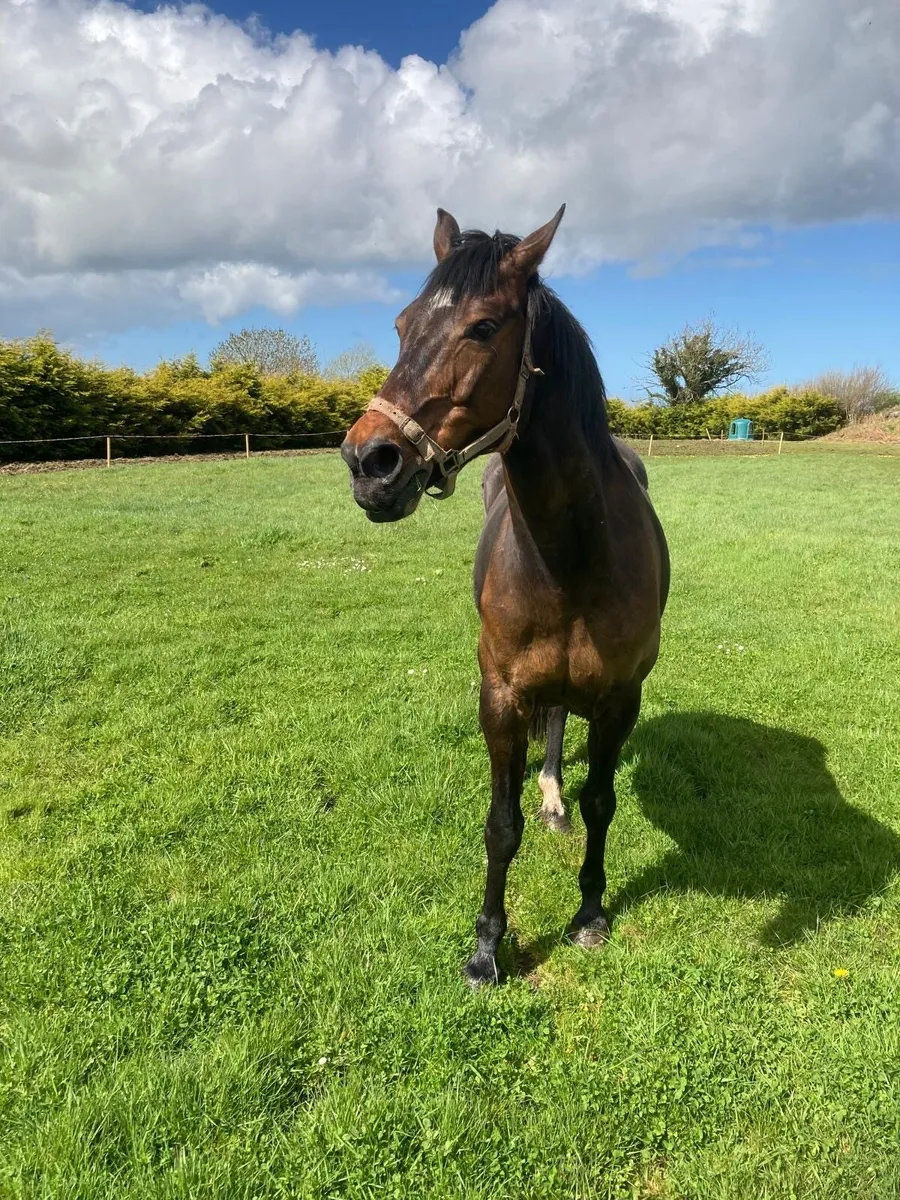 2013 untouchable broodmare - Image 4