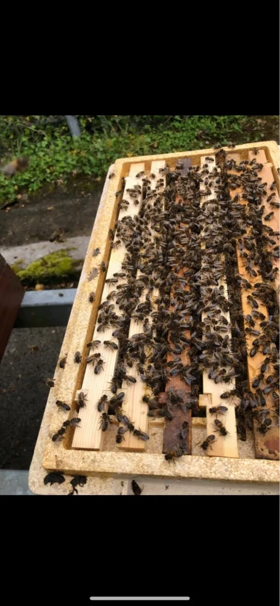 Nuc of bees