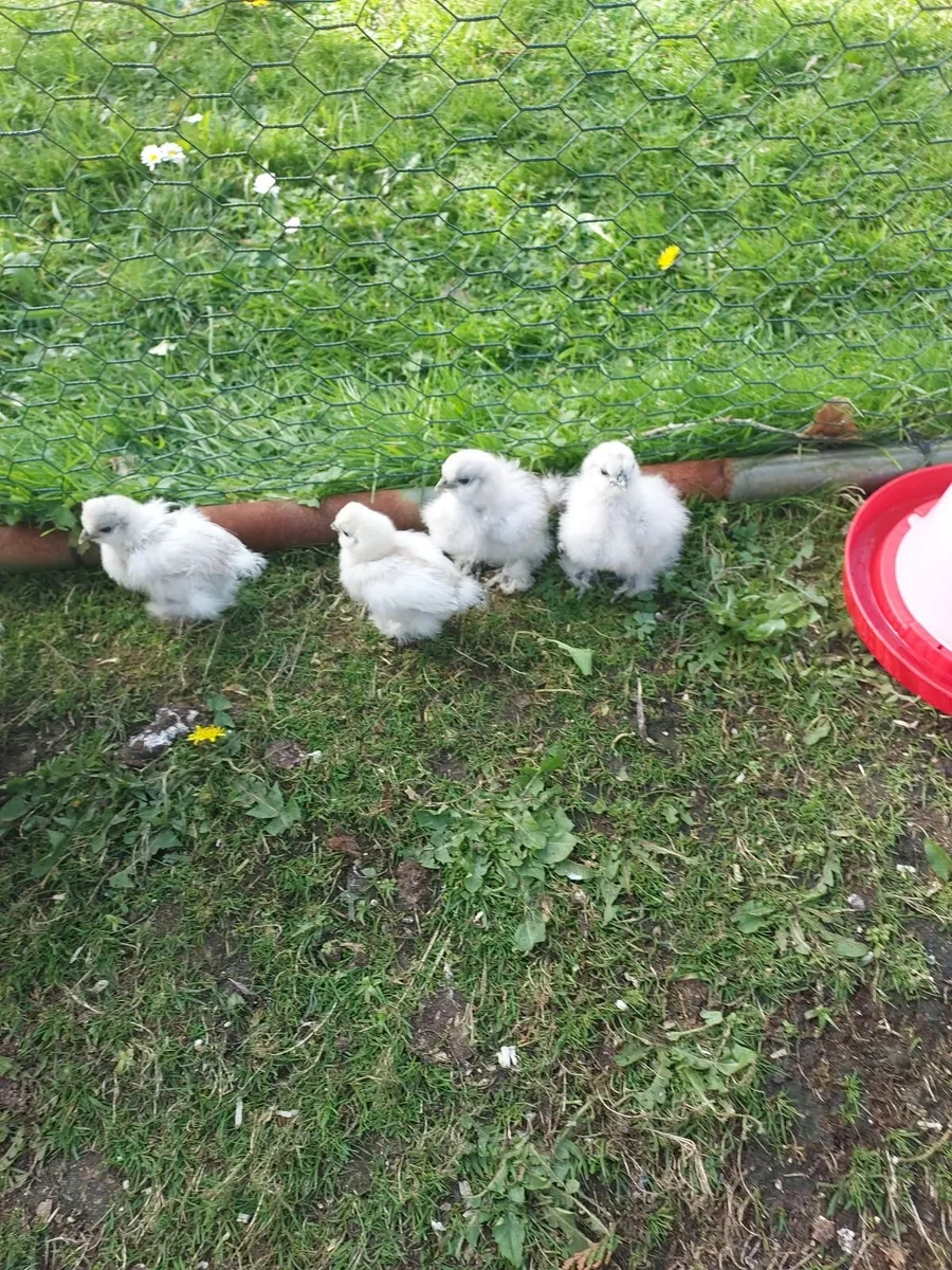 Chickens - Image 1