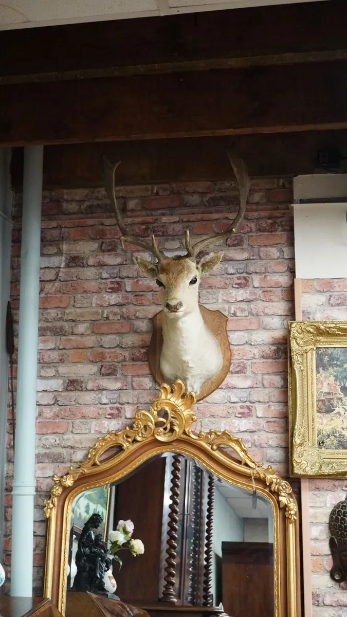 French Fallow Deer Wall Mount - Image 1